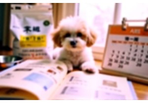 Hypoallergenic Diet Essentials for Allergy-Friendly Poodl...