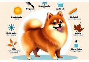 Pomeranian Grooming Schedule for Year-Round Coat Health