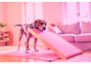 Mobility Aids You Can Try at Home Before Investing in Exp...