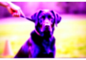 Labrador Training: Recall, Leash Manners & Calm Behavior