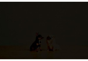 Tinydogdiet Myths Busted: What to Feed Your Chihuahua or ...