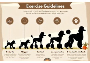Standard Exercise Requirements By Age Group From Puppy To...