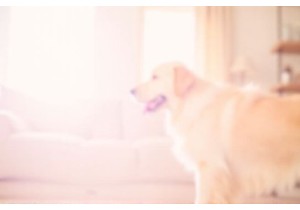 Mobility Aids for Aging Dogs That Really Work