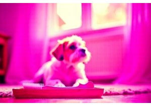 Dental Care Tools for Senior Dogs with Gum Sensitivity