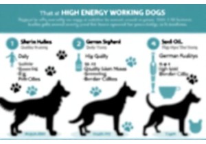 Diet Plan for High Energy Working Dogs