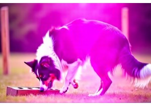 Border Collie Mental Stimulation Ideas to Prevent Boredom