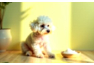TearStainRemoval Natural Solutions for Light-Coated Poodles