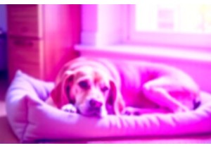 Comfort First Approaches to Senior Dog Care