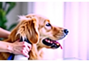 Retriever Grooming for Hypoallergenic Results