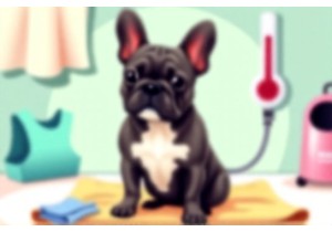 French Bulldog Care: Skin Folds & Breathing Support