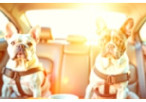 Brachycephalic Tips for Travel Flying and Car Rides with ...
