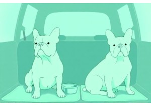Brachycephalic Tips for Traveling Safely with Your French...
