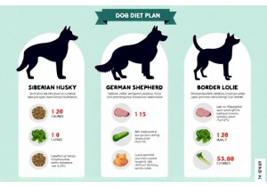 Diet Plan Portion Control Calorie Tracking for High Metab...