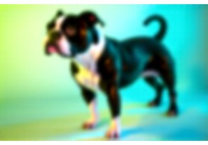 Grooming Guide for English Bulldogs: Facial Folds & Coat ...